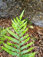 Blechnum novae-zelandiae