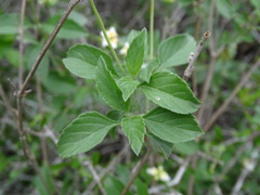 Lantana achyranthifolia