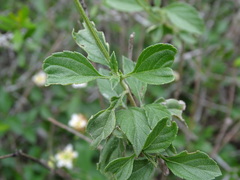 Lantana achyranthifolia