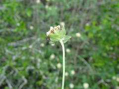Lantana achyranthifolia