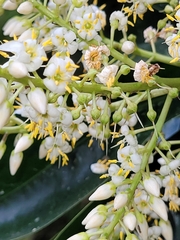Prunus lusitanica