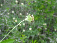 Lantana achyranthifolia