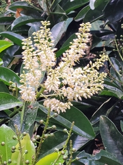 Prunus lusitanica