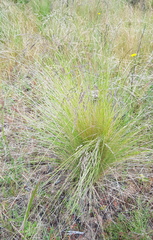 Poa labillardierei
