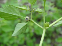 Physalis solanacea