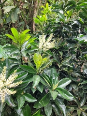 Prunus lusitanica
