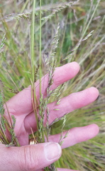 Poa labillardierei