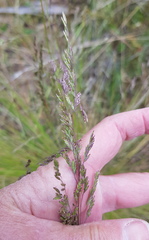 Poa labillardierei