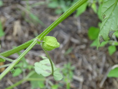 Physalis solanacea