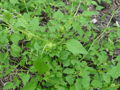 Physalis solanacea