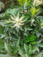 Prunus lusitanica