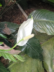 Spathiphyllum wallisii
