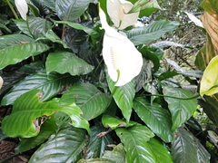 Spathiphyllum wallisii