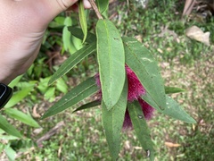 Syzygium wilsonii