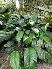 Spathiphyllum wallisii