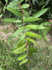Syzygium wilsonii