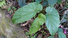 Begonia longifolia