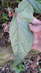 Begonia longifolia