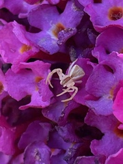 Sidymella trapezia