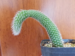 Cleistocactus colademononis