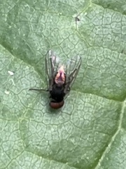 Lindneromyia