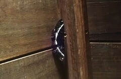 Erebus terminitincta