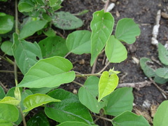 Jacquemontia pentanthos