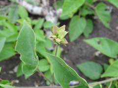 Jacquemontia pentanthos