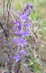 Veronica perfoliata