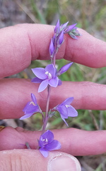 Veronica perfoliata