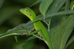 Bronchocela cristatella