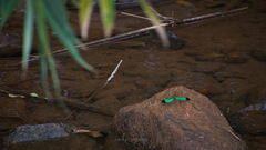 Neurobasis chinensis