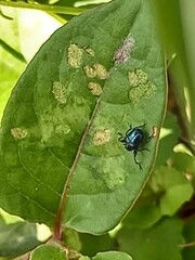Attelabidae