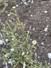 Psilactis brevilingulata