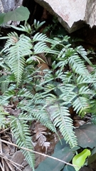 Pteris dispar