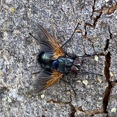 Chetogaster violacea-viridis