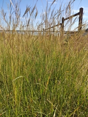Bothriochloa pertusa