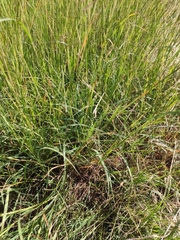 Bothriochloa pertusa