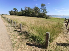 Bothriochloa pertusa