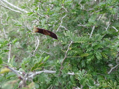 Chamaecrista greggii