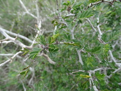 Chamaecrista greggii