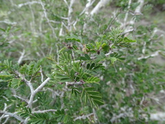 Chamaecrista greggii