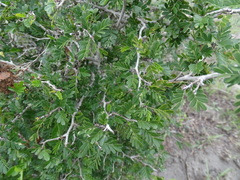 Chamaecrista greggii