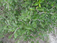 Chamaecrista greggii