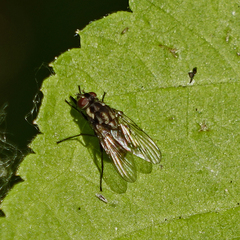 Anthomyia procellaris