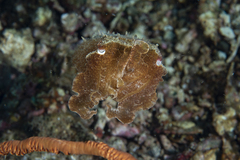 Sepia bandensis