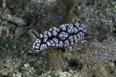 Phyllidiella pustulosa