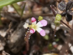 Stylidium inundatum