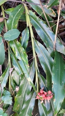 Alpinia shimadae