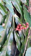 Alpinia shimadae